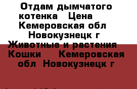 Отдам дымчатого котенка › Цена ­ 1 - Кемеровская обл., Новокузнецк г. Животные и растения » Кошки   . Кемеровская обл.,Новокузнецк г.